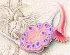 馨怡爱心捐卵公司招聘捐卵女孩加微【ivf0096】图集185